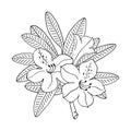 Rhododendron or Alpine rose. Mountain shrub. Hand drawn contour