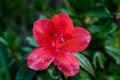 Rhododendron arboreum flower
