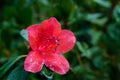 Rhododendron arboreum flower