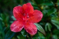 Rhododendron arboreum flower