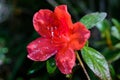 Rhododendron arboreum flower