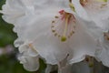 Rhododendron Avalanche Anthers