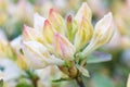 Rhododendron azalea buds of purple color in the spring garden Royalty Free Stock Photo