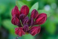 Rhododendron azalea buds of purple color in the spring garden Royalty Free Stock Photo