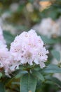 Rhododendron Christmas Cheer, with pinkish flowers Royalty Free Stock Photo