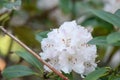Rhododendron Christmas Cheer, with white flowers Royalty Free Stock Photo