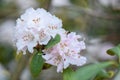 Rhododendron Christmas Cheer, pink to white flowers Royalty Free Stock Photo