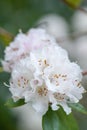 Rhododendron Christmas Cheer, with white flowers Royalty Free Stock Photo