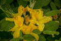 Rhododendron Azalea Bush with yellow flowers in garden on green bokeh backgraund