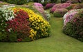 Rhododendron and azaleas with lawn