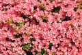 Rhododendron background