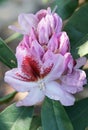Rhododendron Belami Royalty Free Stock Photo