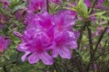 Rhododendron bloom in biological park near Temi tea estate,Sikkim,India