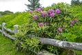 Rhododendron bushes blooming at the top of Roan Mountain. Royalty Free Stock Photo