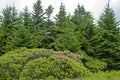 Rhododendron bushes blooming at the top of Roan Mountain. Royalty Free Stock Photo