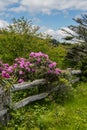 Rhododendron Bloom On Old Wooden Fence