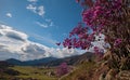 Rhododendron bloom Royalty Free Stock Photo