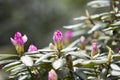 Rhododendron bloom in spring. Beautiful picture. Royalty Free Stock Photo