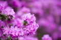 Rhododendron bloom in spring. Beautiful picture. Royalty Free Stock Photo