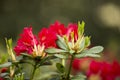 Rhododendron bloom in spring. Beautiful picture. Royalty Free Stock Photo