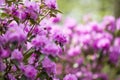 Rhododendron bloom in spring. Beautiful picture. Royalty Free Stock Photo