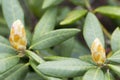 Rhododendron bloom in spring. Beautiful picture. Royalty Free Stock Photo