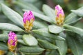 Rhododendron bloom in spring. Beautiful picture. Royalty Free Stock Photo