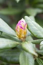 Rhododendron bloom in spring. Beautiful picture. Royalty Free Stock Photo