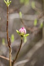 Rhododendron bloom in spring. Beautiful picture. Royalty Free Stock Photo