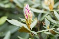 Rhododendron bloom in spring. Beautiful picture. Royalty Free Stock Photo