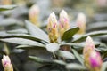 Rhododendron bloom in spring. Beautiful picture Royalty Free Stock Photo