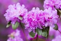 Rhododendron bloom in spring. Beautiful picture.