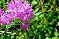 rhododendron in bloom in talybont-on-Usk valley