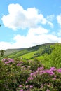 rhododendron in bloom in talybont-on-Usk valley