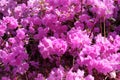 Rhododendron is blooming in city park. Violet gentle flowers is growing in garden. Landscaping and decoration in spring Royalty Free Stock Photo