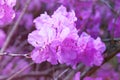 Rhododendron is blooming in city park. Purple flowers is growing in garden. Landscaping and decoration in spring season Royalty Free Stock Photo