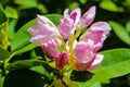 Rhododendron blooming flowers in the spring garden. Beautiful pink Rhododendron close up Royalty Free Stock Photo