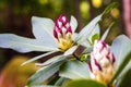 Rhododendron blooming flowers in the spring garden, nature background