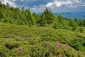 Rhododendron are blooming in the landscape Royalty Free Stock Photo