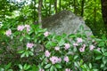 Catawba Rhododendron Blooming