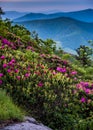 Rhododendron Blooms in Blue Ridge Mountains Royalty Free Stock Photo