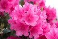 rhododendron blossom dark pink