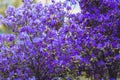 Rhododendron blossoms close up Royalty Free Stock Photo