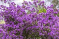 Rhododendron blossoms close up Royalty Free Stock Photo