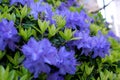 Rhododendron blue diamond amazing, low-growing evergreen shrub that blooms with blue flowers in the spring. It thrives Royalty Free Stock Photo