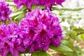 Rhododendron of the Bogomil Kavka species