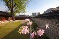 Rhododendron branch in Changdeokgung Palace in Seoul, Korea.