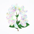 Rhododendron branch flowers colorful mountain shrub on a white background vintage vector illustration editable Royalty Free Stock Photo