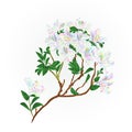Rhododendron branch flowers multicolored mountain shrub on a white background vintage vector illustration editable hand draw
