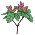 rhododendron branch with unblown flowers and leaves